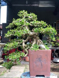 Sam núi giao lưu