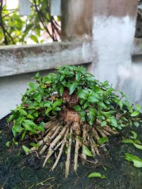 Mai chiếu thủy mini lá trung trực bin