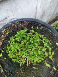 Mai chiếu thủy mini lá trung trực bin