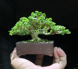 Sam hương indo