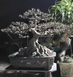 Tác phẩm sanh nam điền
