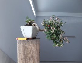 Hồng Ngọc Mai đang bông trái...