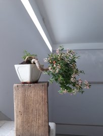 Hồng Ngọc Mai đang bông trái...