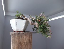 Hồng Ngọc Mai đang bông trái...