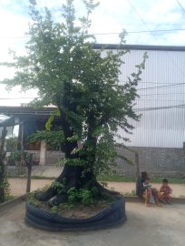 Cây cẩm thị khủng nhất việt nam