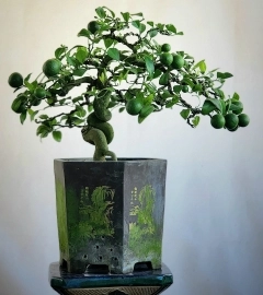 Cây Chờ anh bonsai siêng trái