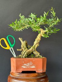 Linh sam song hinh lũa thép zin kèm chậu