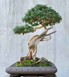 Tác phẩm linh sam lũa zin