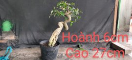 Hồng ngọc mai