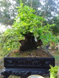 Cẩm thị khai thác