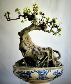 Bồ đề bonsai rất già siêng trái