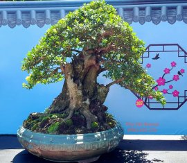 Hải Châu lá nhỏ rin