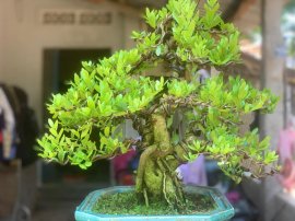 Tác phẩm Hải châu
