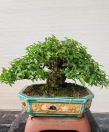 Tác phẩm mai chiếu thủy