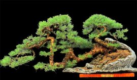Tuyệt phẩm Phi lao Long đằng vân ạ❤️