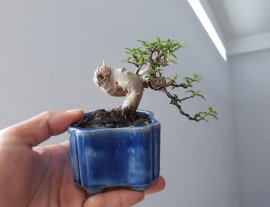 MCT Lá trung 7 cm