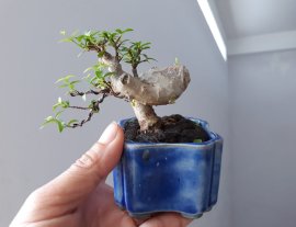 MCT Lá trung 7 cm