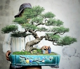 Phi Lao bonsai già đẹp
