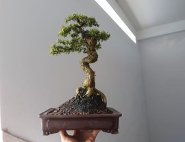 Em Linh Sam 86 zin đang hoa...