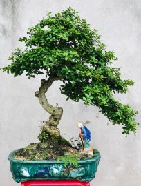 Hải châu gl