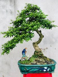 Hải châu gl