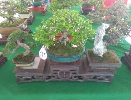 Mai chiếu thủy