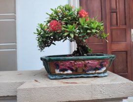 Trang đỏ hàng già thành phẩm gl ae