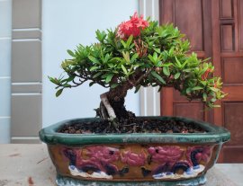 Trang đỏ hàng già thành phẩm gl ae