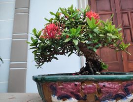 Trang đỏ hàng già thành phẩm gl ae