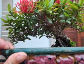 Trang đỏ hàng già thành phẩm gl ae