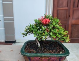 Trang đỏ hàng già thành phẩm gl ae