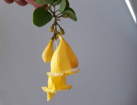 Em Găng Tu Hú lủa zin...