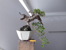 Em Găng Tu Hú lủa zin...