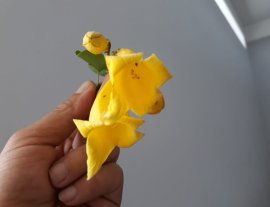 Em Găng Tu Hú lủa zin...