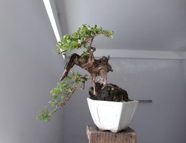 Em Găng Tu Hú lủa zin...