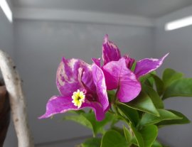 Em Hoa Giấy dáng đổ đang hoa...