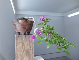 Em Hoa Giấy dáng đổ đang hoa...