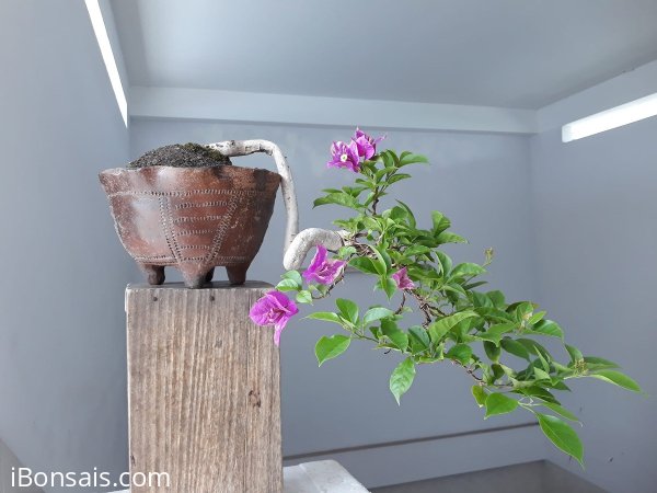 Em Hoa Giấy dáng đổ đang hoa...