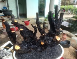 Cụm cẩm thị khai thác to đẹp