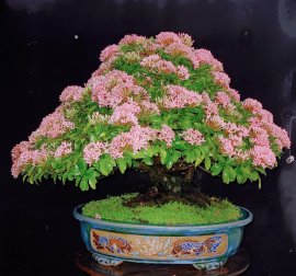 Trang hồng phấn