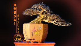 Mai chiếu thuỷ lá trung