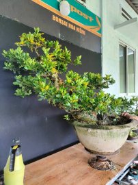 Ngâu hoa vàng đang hoa