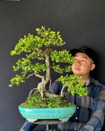Hải châu sông cầu đang hoa trái cây phong tranh