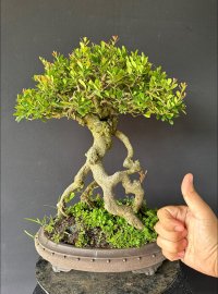 Hải châu sông cầu rể quái