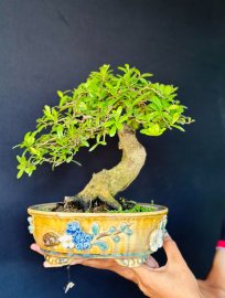 Hải châu sông cầu đang nụ mini cằm tay cốt lực ấm tàng 