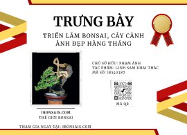 Linh sam khai thác