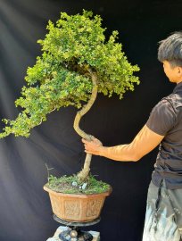 Hải châu sông cầu chính hiệu cây văn nhân