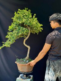 Hải châu sông cầu chính hiệu cây văn nhân