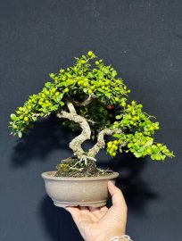 Hải châu dòng lá nhỏ sen