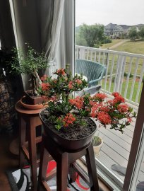 Cây trang đỏ đang hoa ở Chestermere, Canada